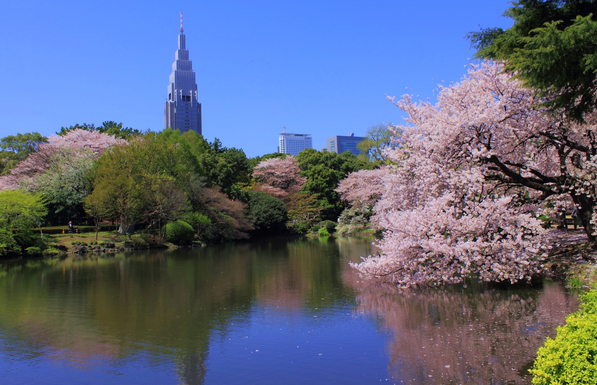 Shinjuku Gyoen Jingu Gaien Walk Tokyo With Chiaki Introducing